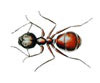 Hästmyra (Camponotus herculeanus)