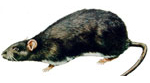 Brunråtta (Rattus norvegicus)